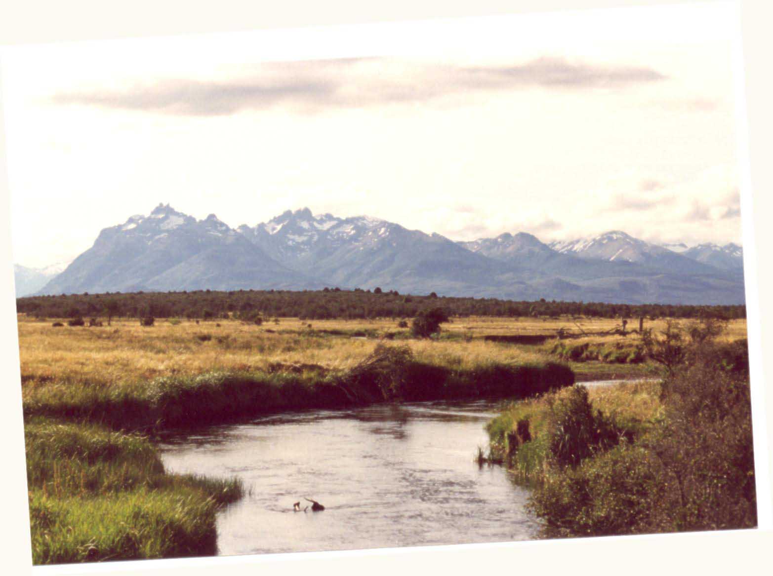 Spring Flow in Patagonia