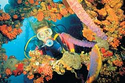 Caribbean Diver