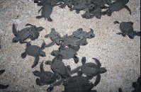 Baby Turtles